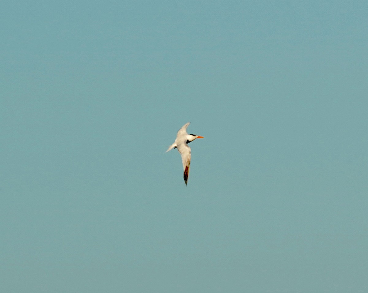 Royal Tern - ML642161434