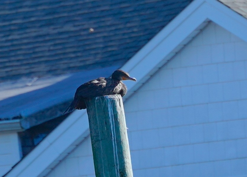 Double-crested Cormorant - ML642161447