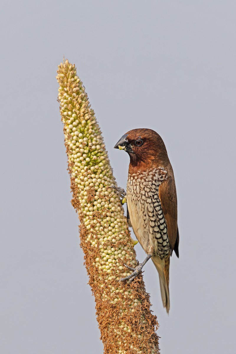 Scaly-breasted Munia - ML642161450