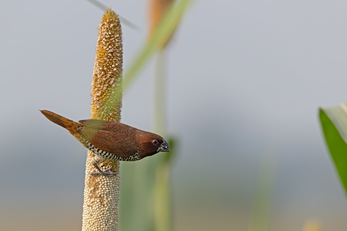 Scaly-breasted Munia - ML642161451
