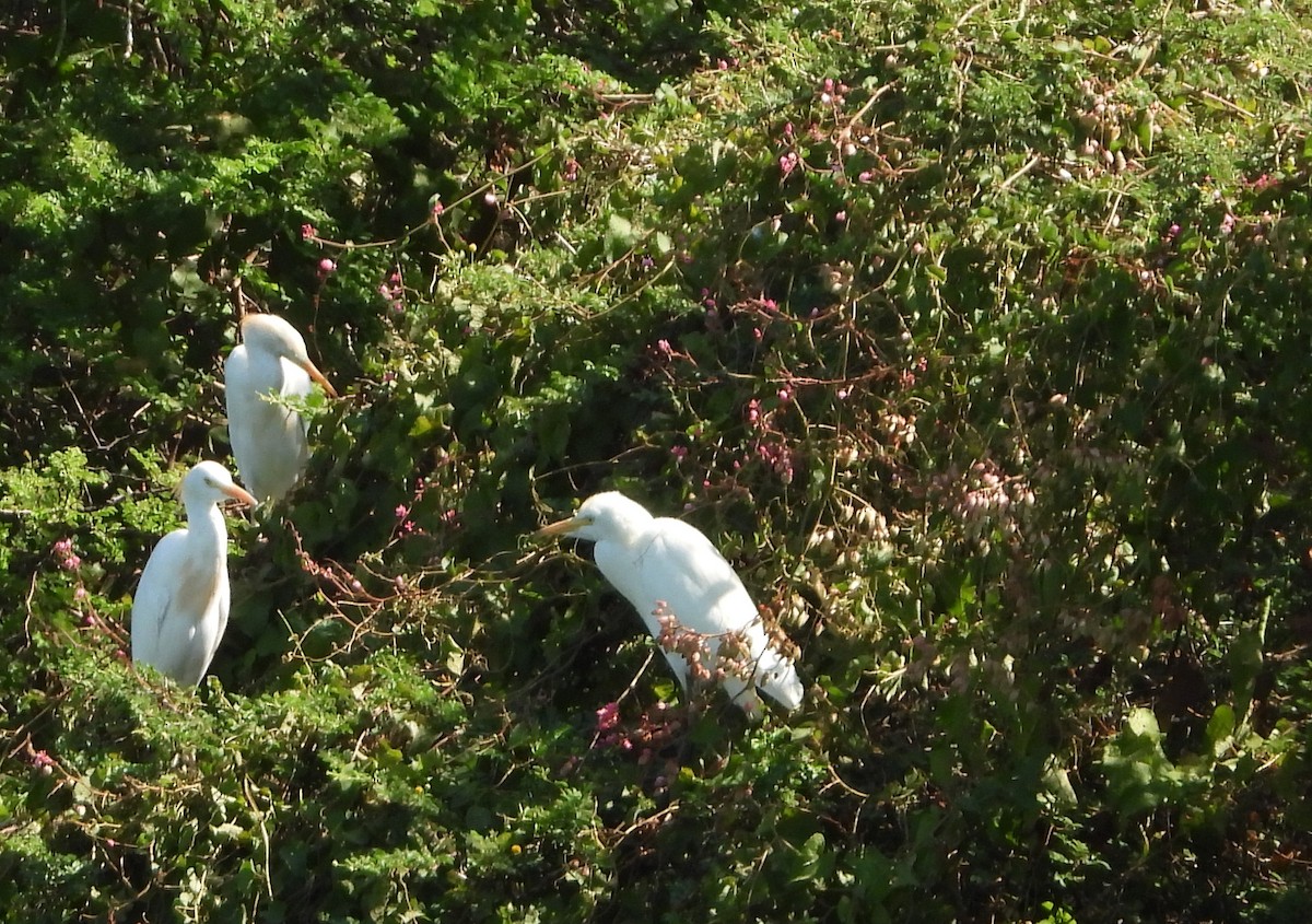Western Cattle-Egret - ML642161462