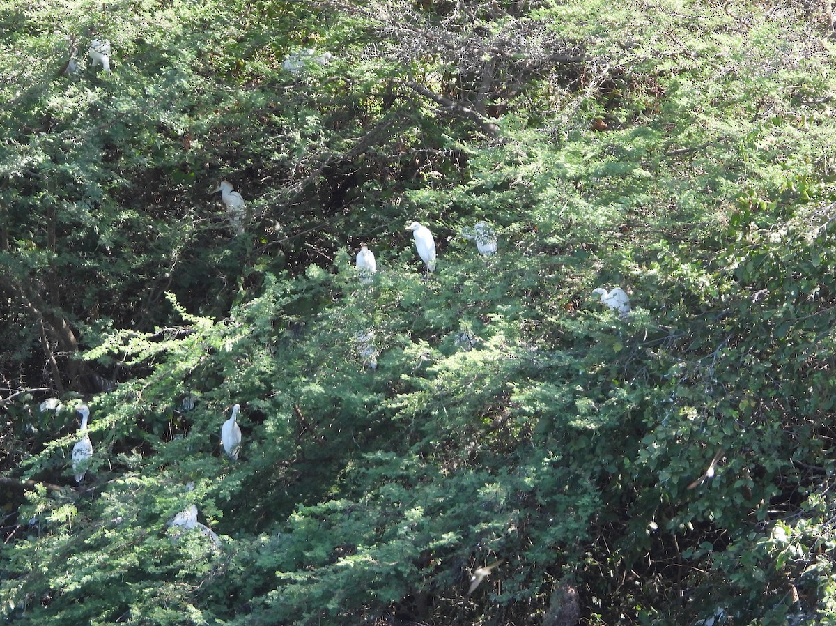 Western Cattle-Egret - ML642161463