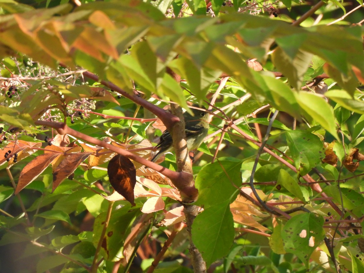 Yellow-bellied Flycatcher - ML642161465