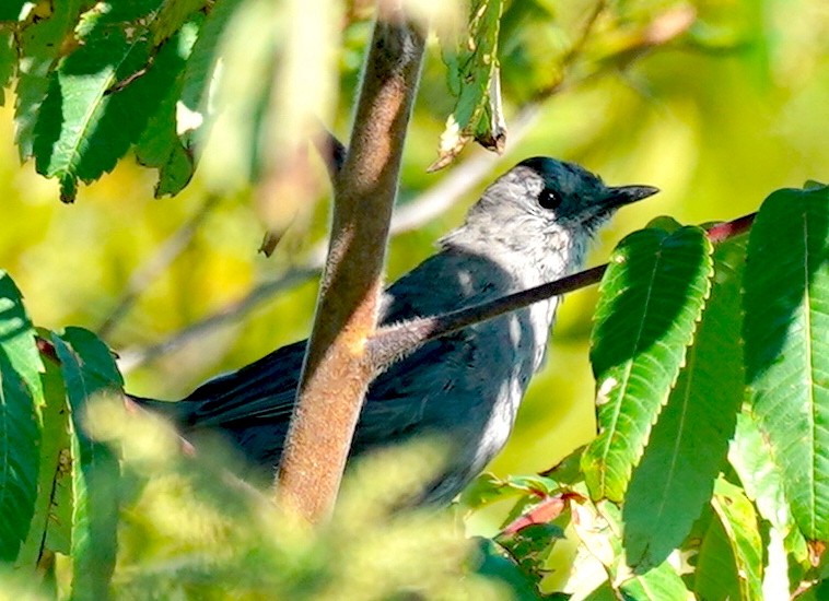 Gray Catbird - ML642161469