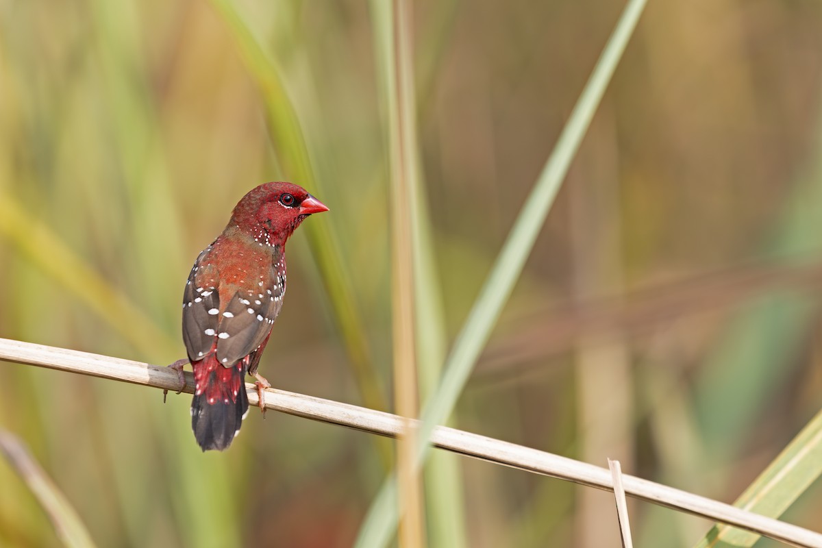 Red Avadavat - ML642161472