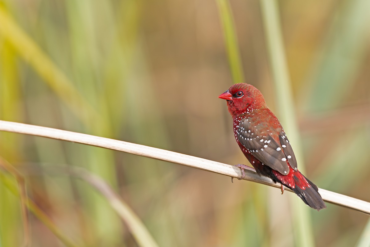 Red Avadavat - ML642161473