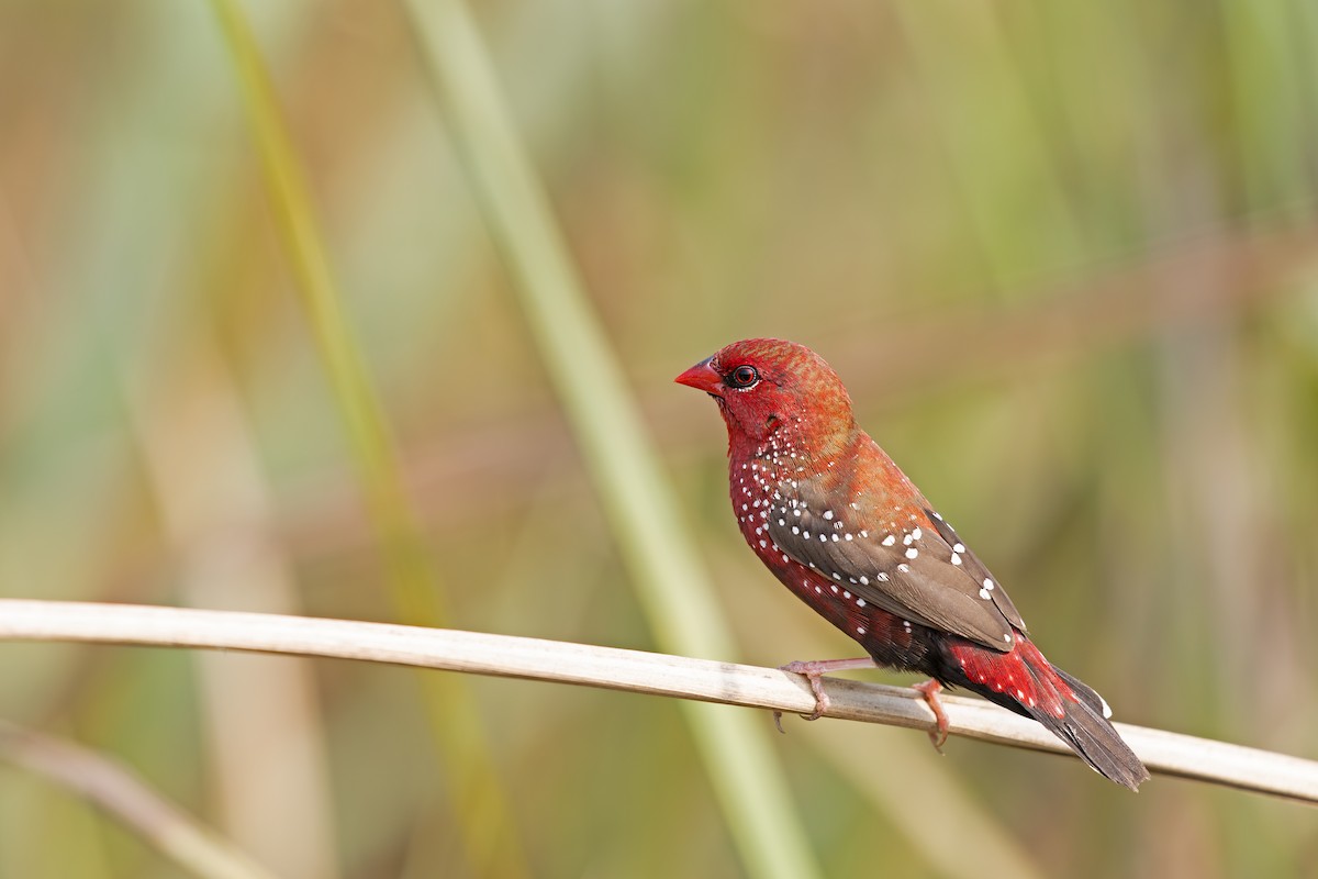 Red Avadavat - ML642161474
