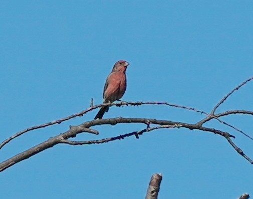 House Finch - ML642161477