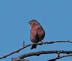 House Finch - ML642161478