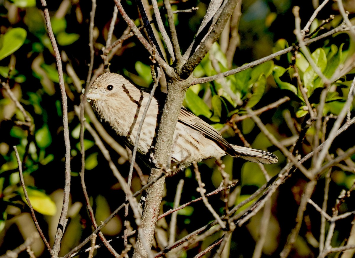 House Finch - ML642161479