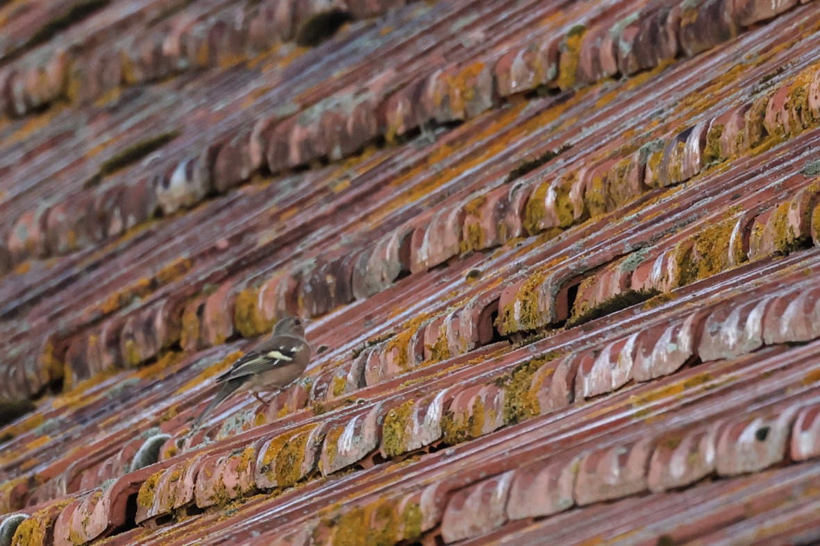 Common Chaffinch - ML642161498