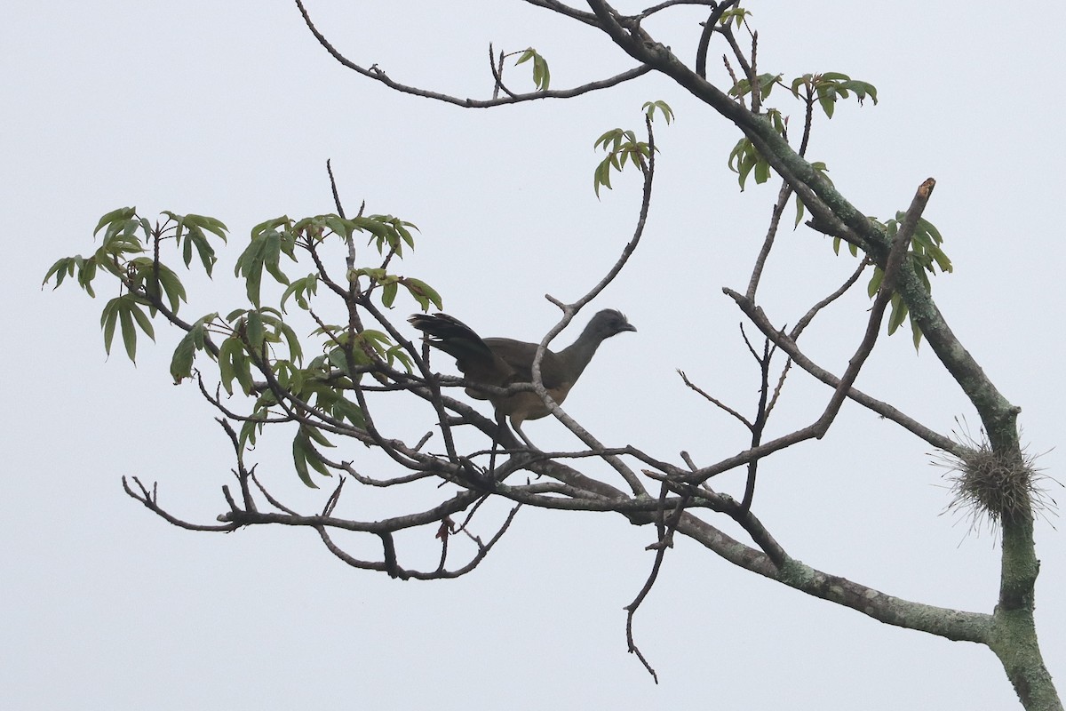 Chachalaca Norteña - ML642161499