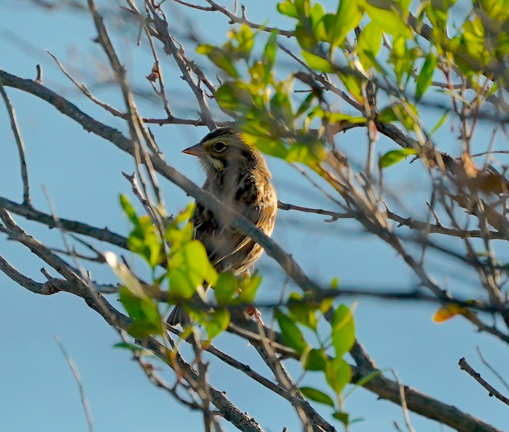 Savannah Sparrow - ML642161500