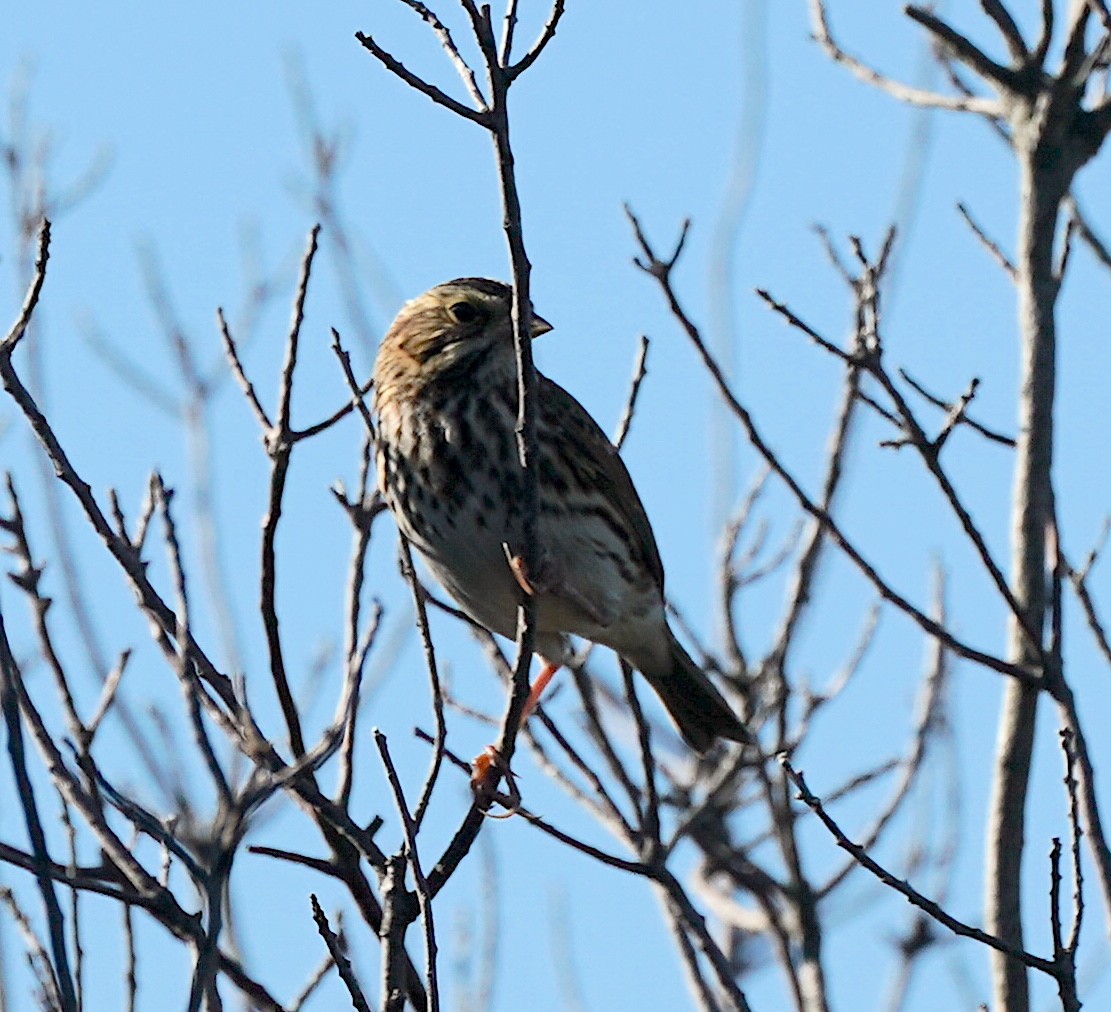 Savannah Sparrow - ML642161501