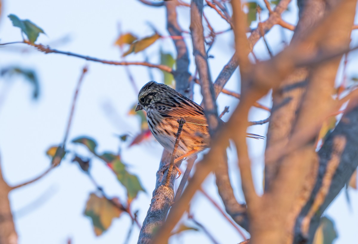 Savannah Sparrow - ML642161503