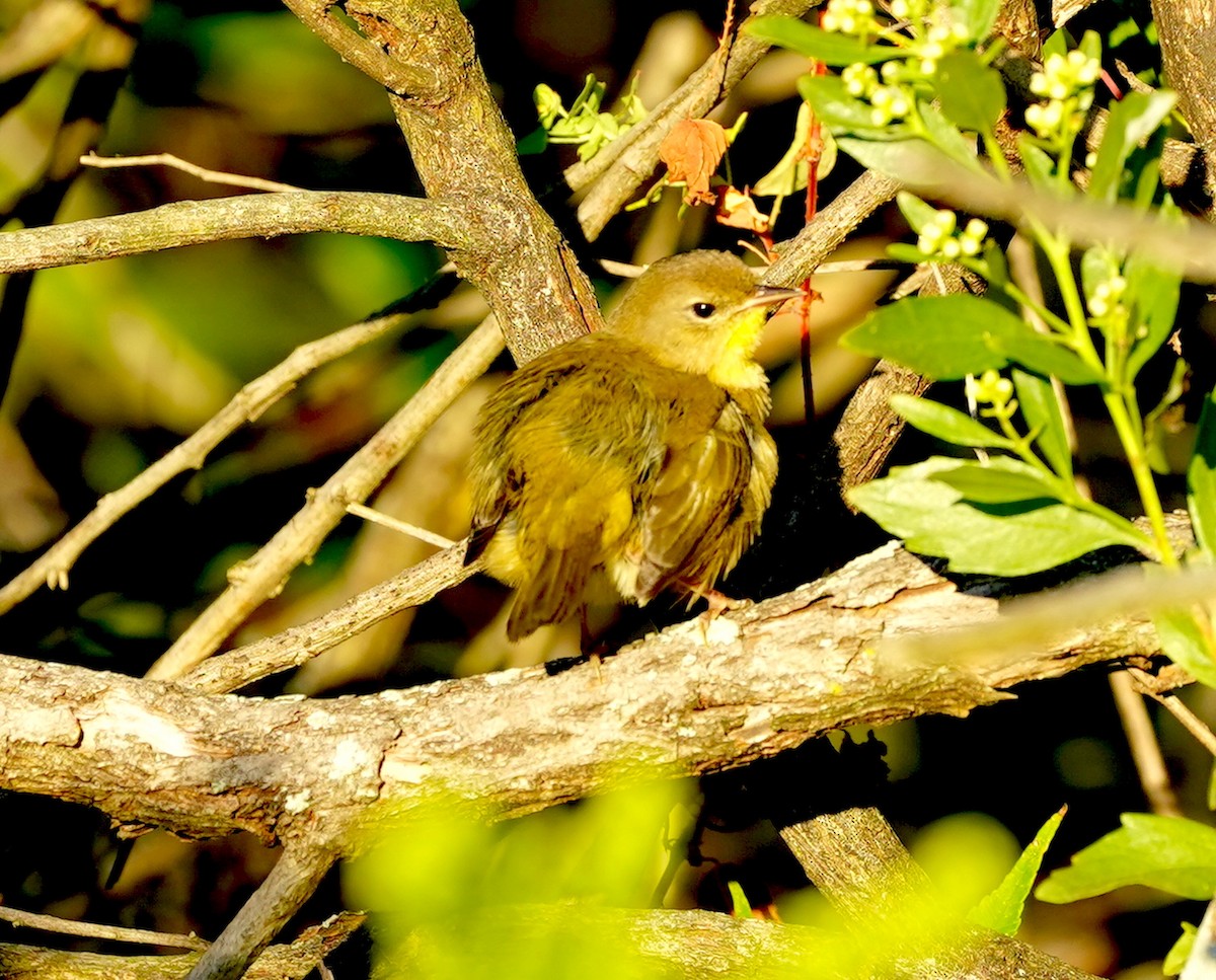 Common Yellowthroat - ML642161506