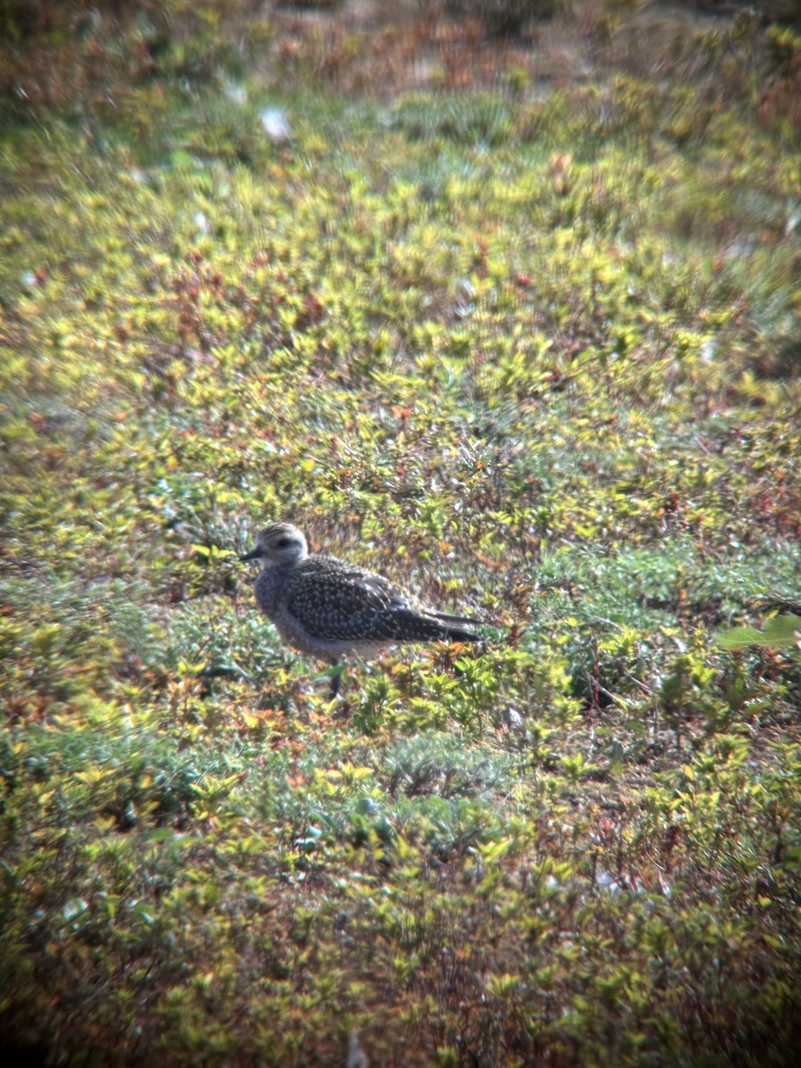 Piviere americano - ML642161507