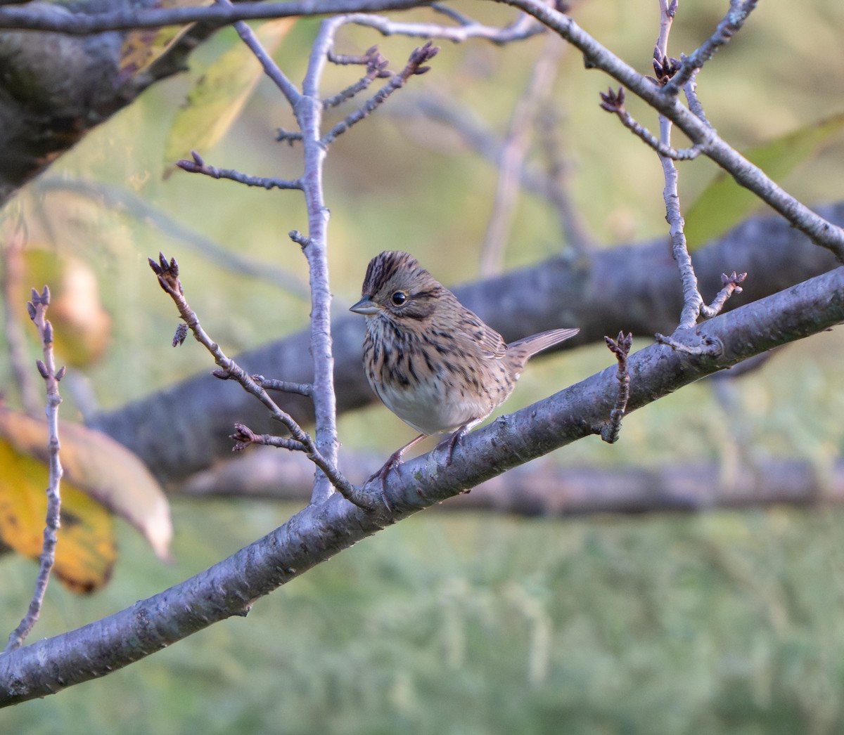 Lincoln's Sparrow - ML642161510