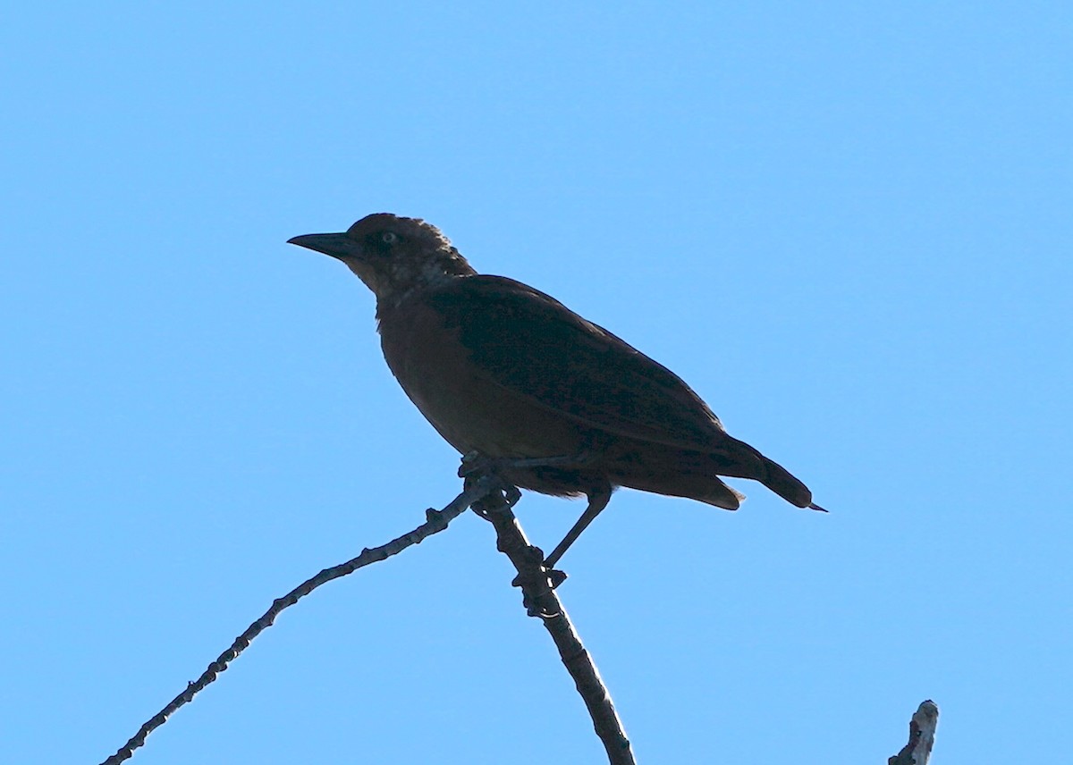 Boat-tailed Grackle - ML642161513