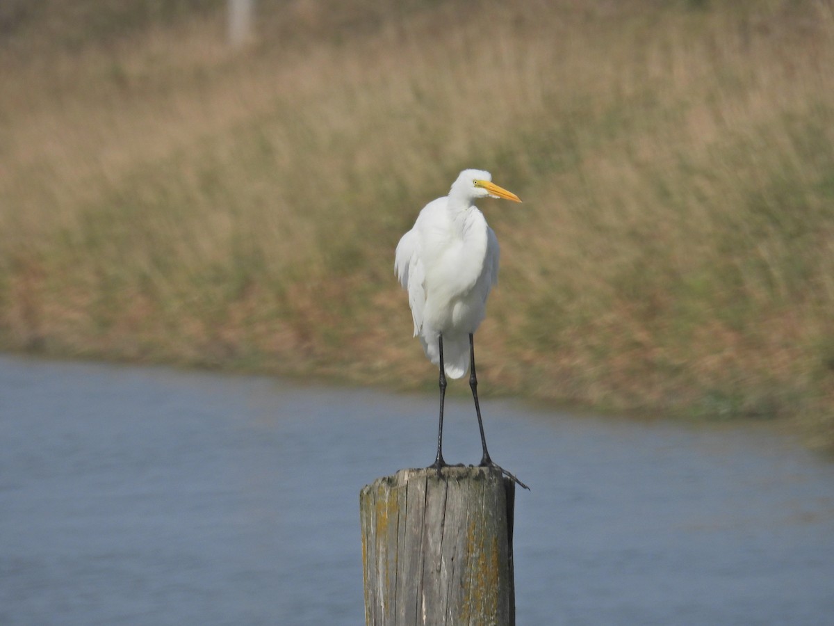 Great Egret - ML642161519