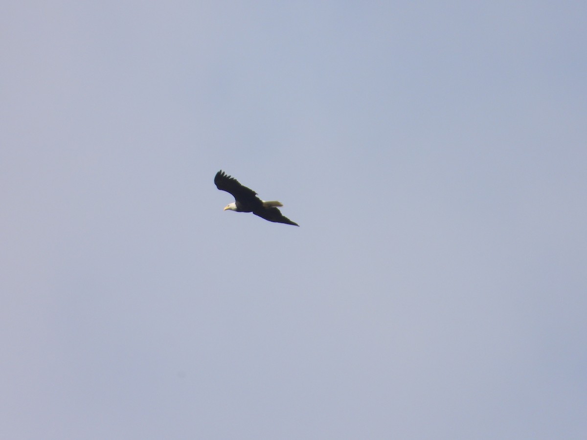 Bald Eagle - ML642161520