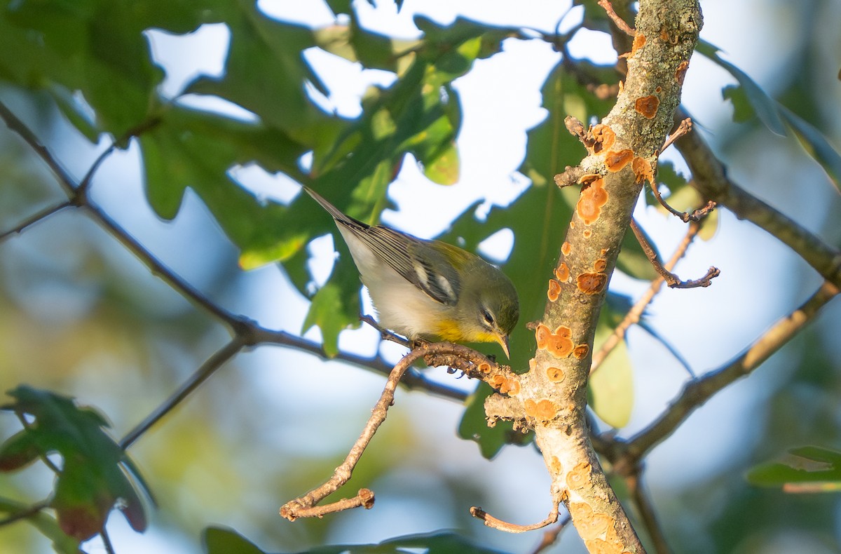 Northern Parula - ML642161528