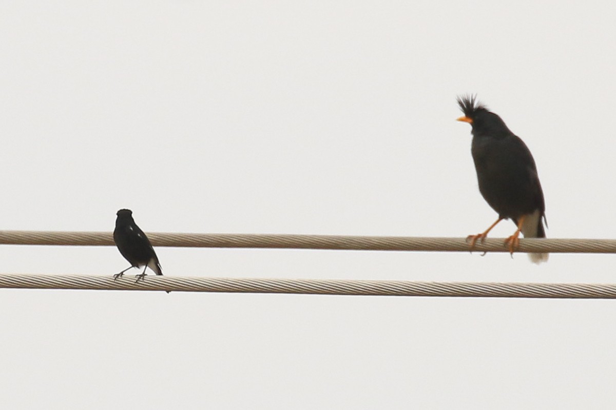 Great Myna - ML642161538