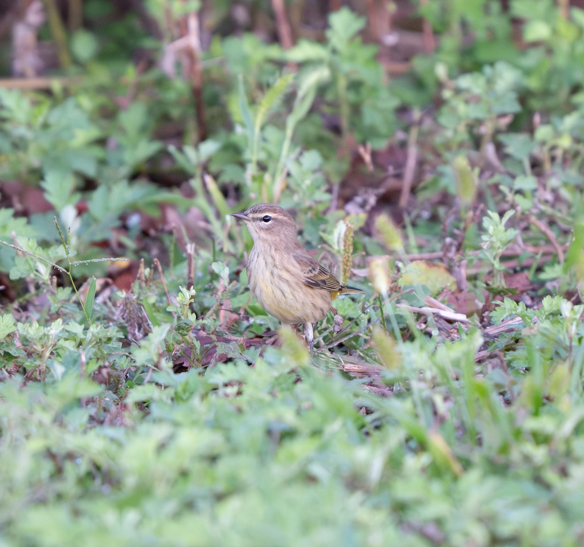 Palm Warbler - ML642161548