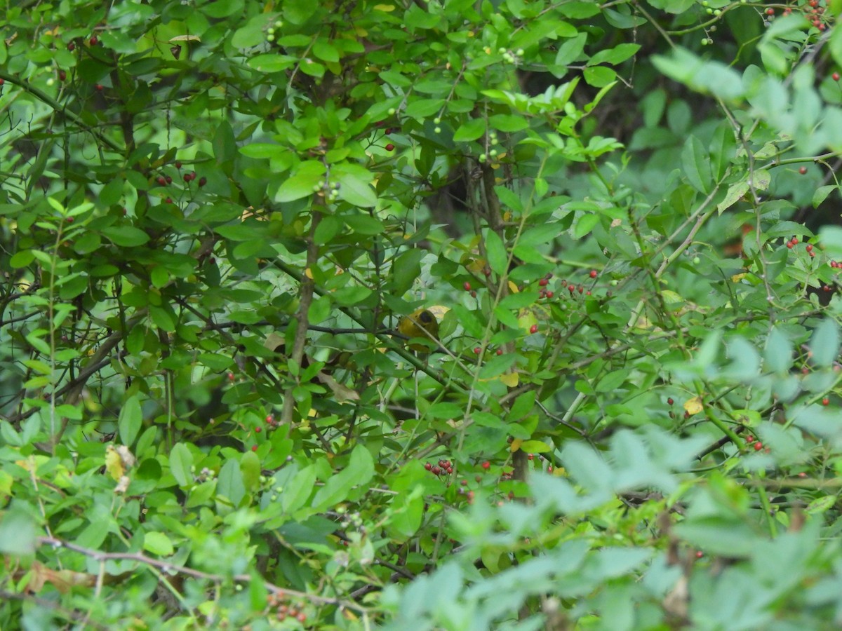 Wilson's Warbler - ML642161554