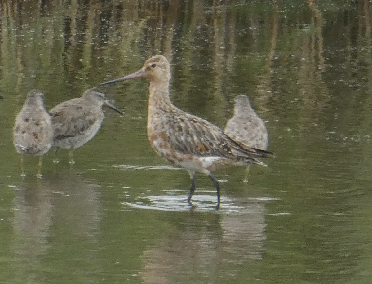 Bar-tailed Godwit - ML642161569