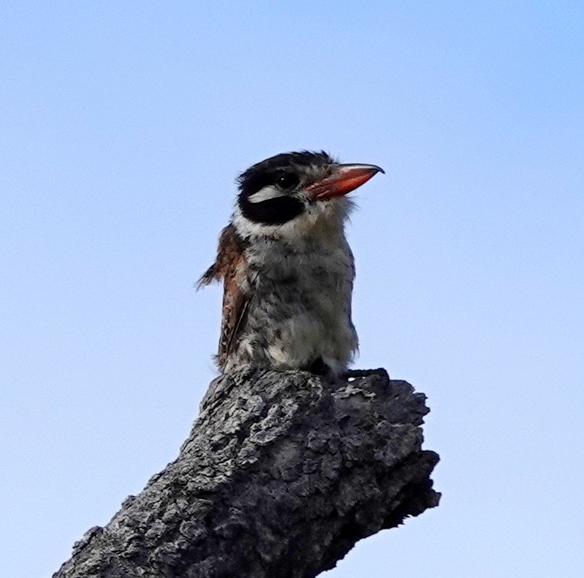 White-eared Puffbird - ML642161582