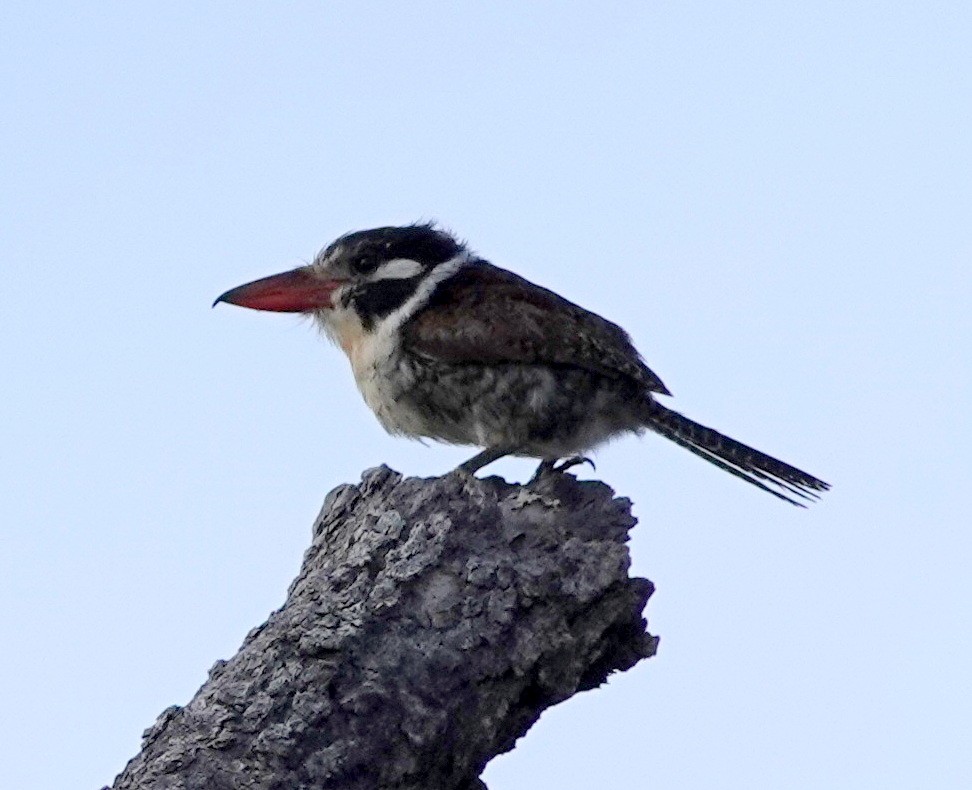 White-eared Puffbird - ML642161586
