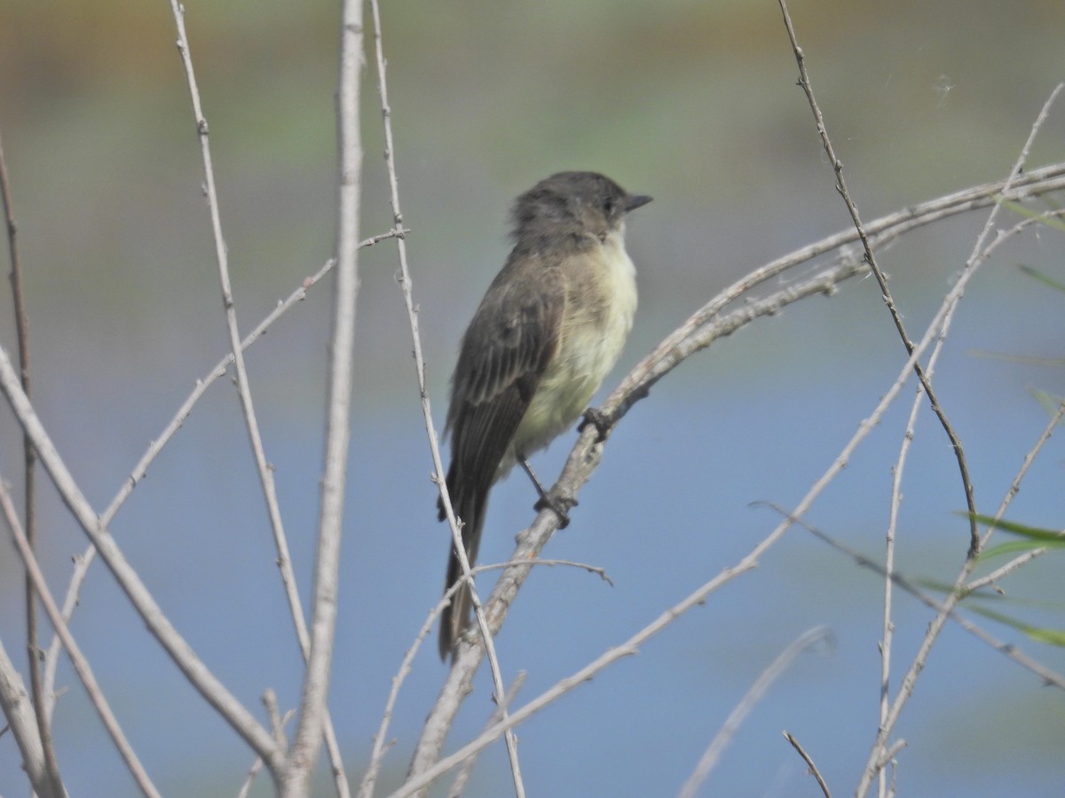 Eastern Phoebe - ML642161587