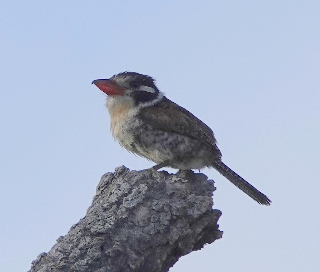 White-eared Puffbird - ML642161594
