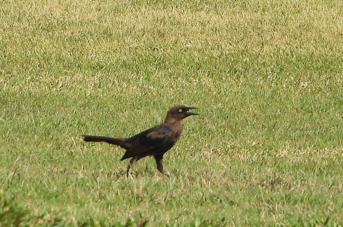 sørgetrupial - ML642161626