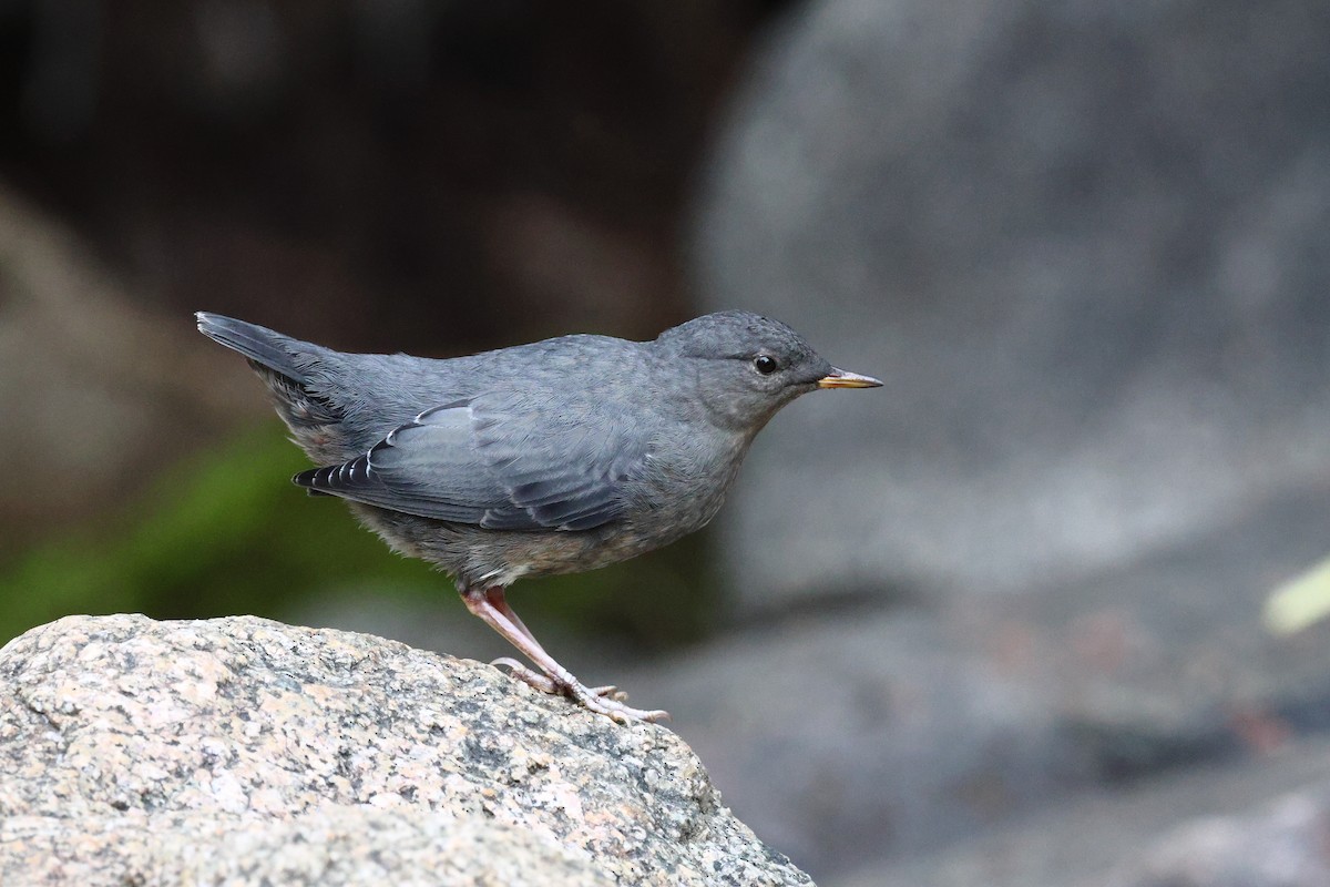 American Dipper - ML642161633