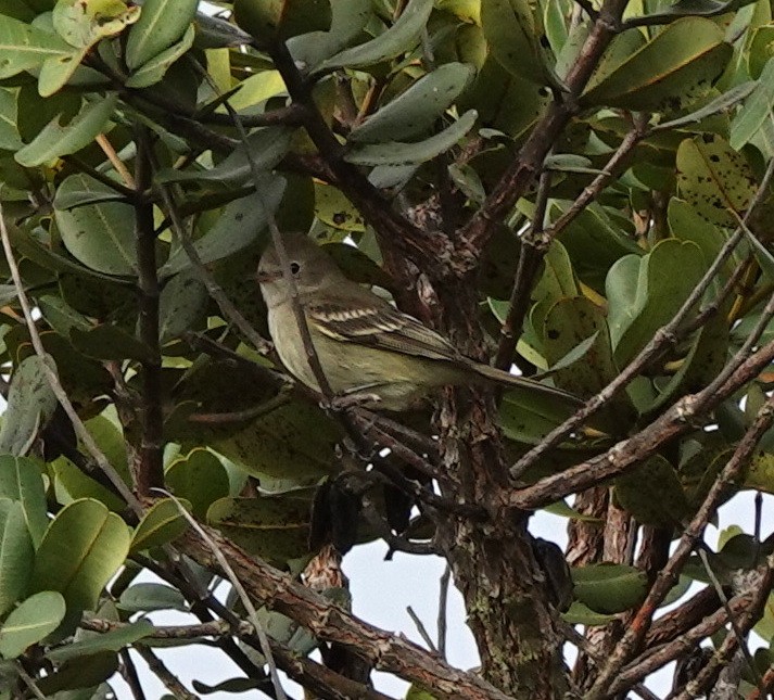 Plain-crested Elaenia - ML642161635