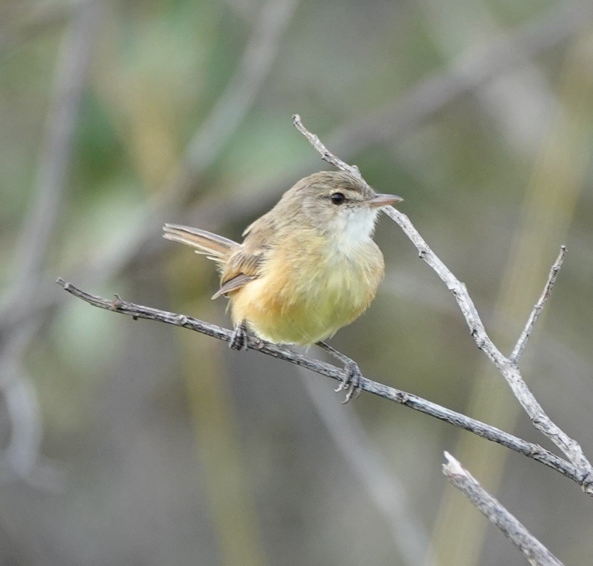 Rufous-sided Scrub-Tyrant - ML642161660