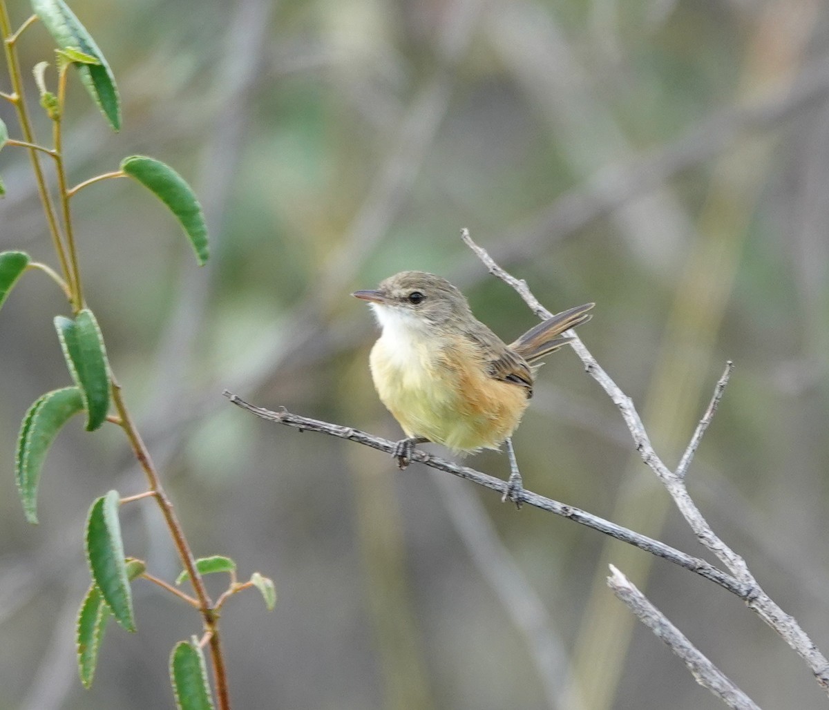 Rufous-sided Scrub-Tyrant - ML642161664