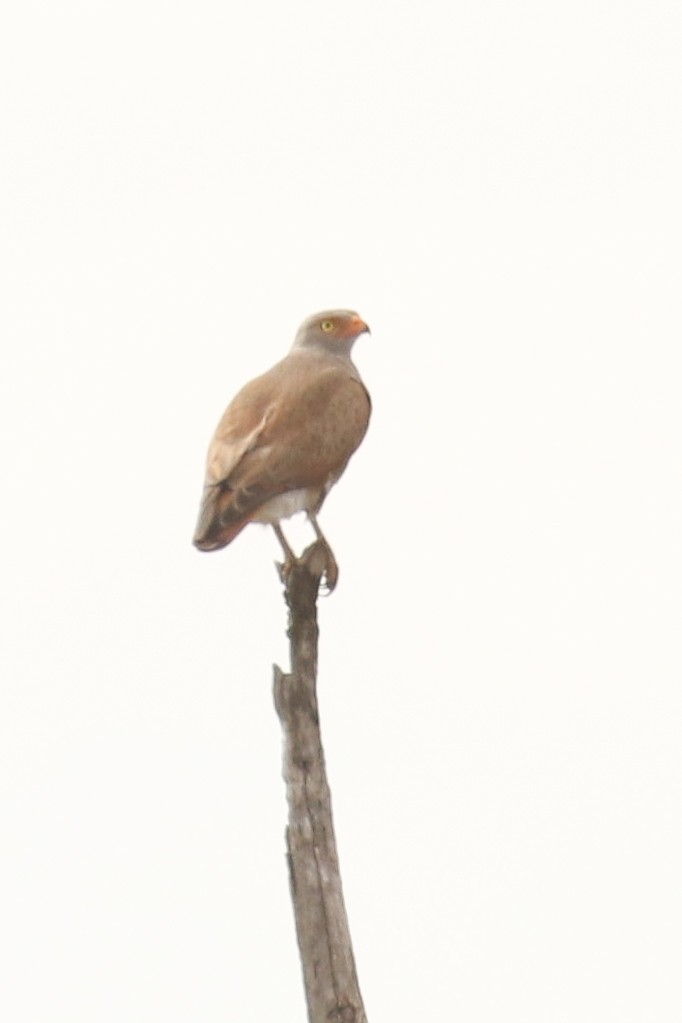 Rufous-winged Buzzard - ML642161675