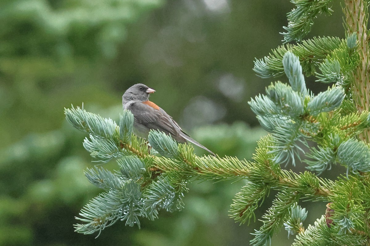 Dark-eyed Junco - ML642161676
