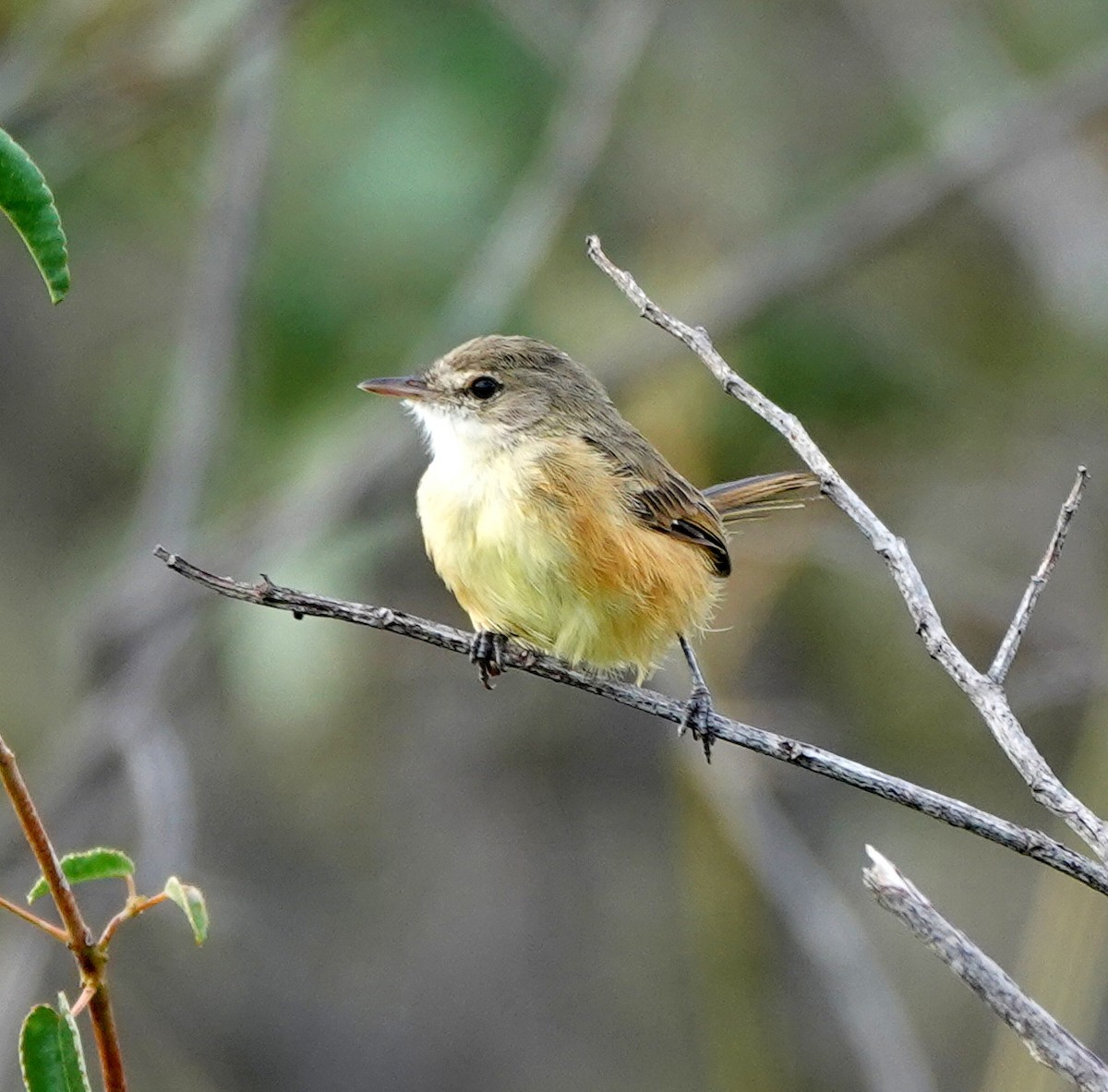 Rufous-sided Scrub-Tyrant - ML642161680
