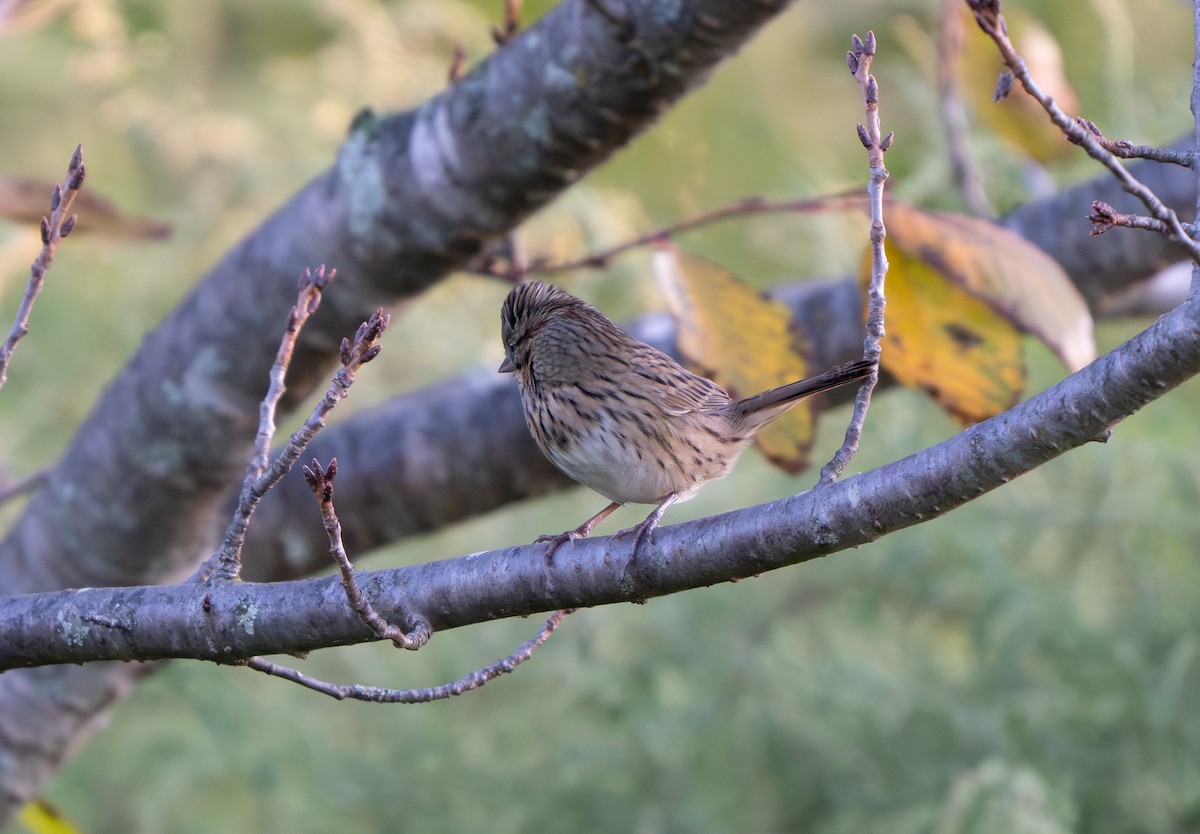 Lincoln's Sparrow - ML642161681