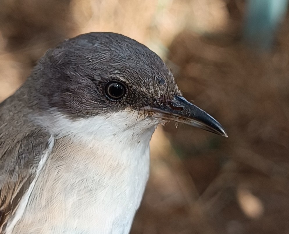 Western Orphean Warbler - ML642161690
