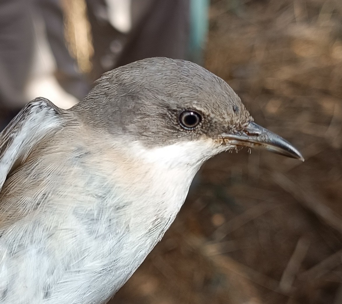 Western Orphean Warbler - ML642161691