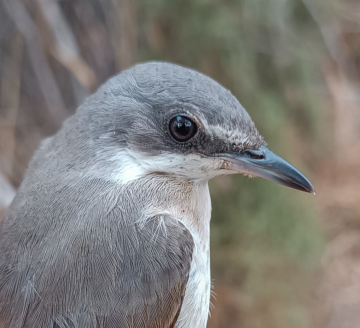 Western Orphean Warbler - ML642161692