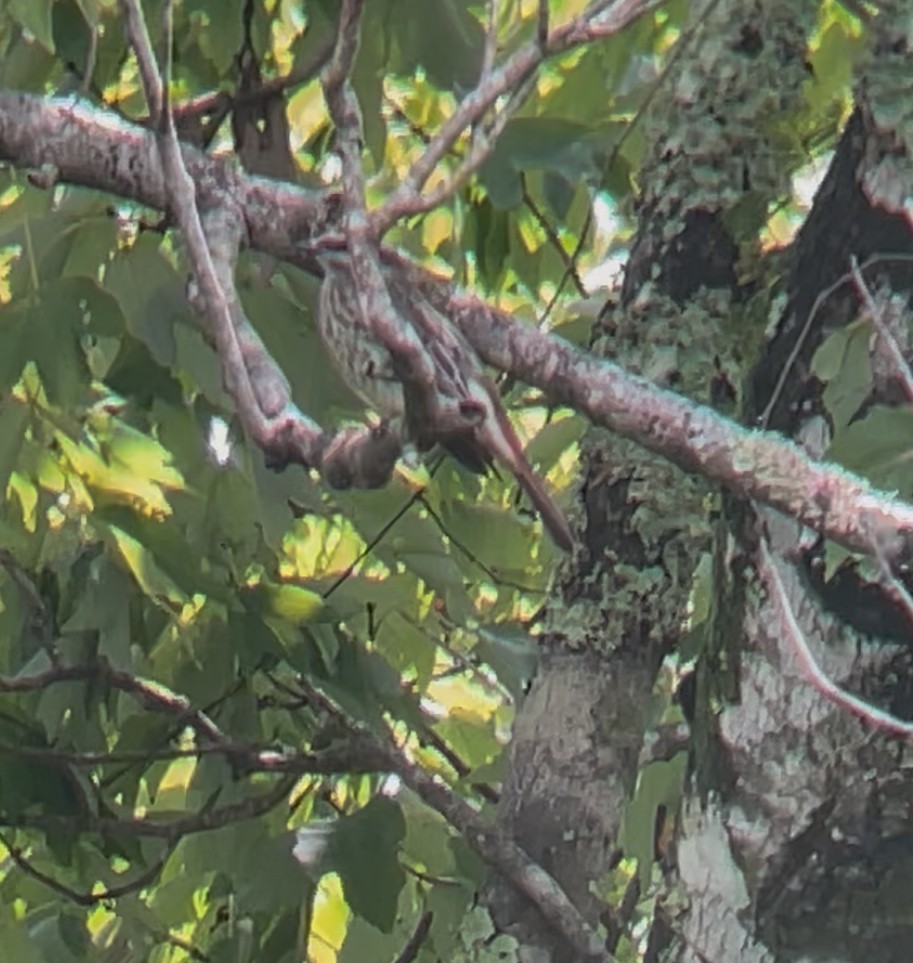 Variegated Flycatcher - ML642161696
