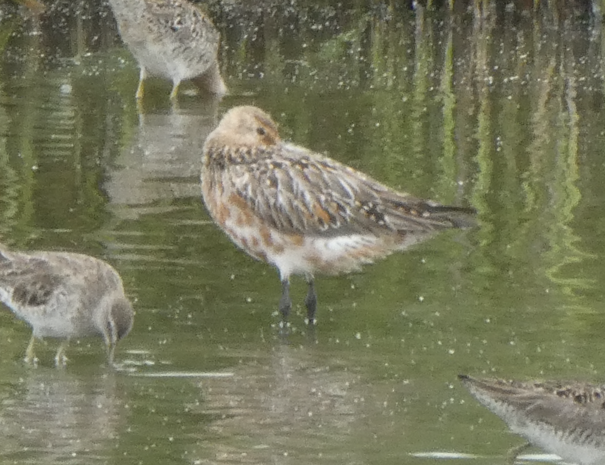 Bar-tailed Godwit - ML642161700