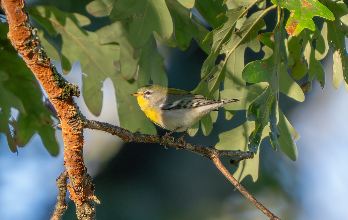 Northern Parula - ML642161711