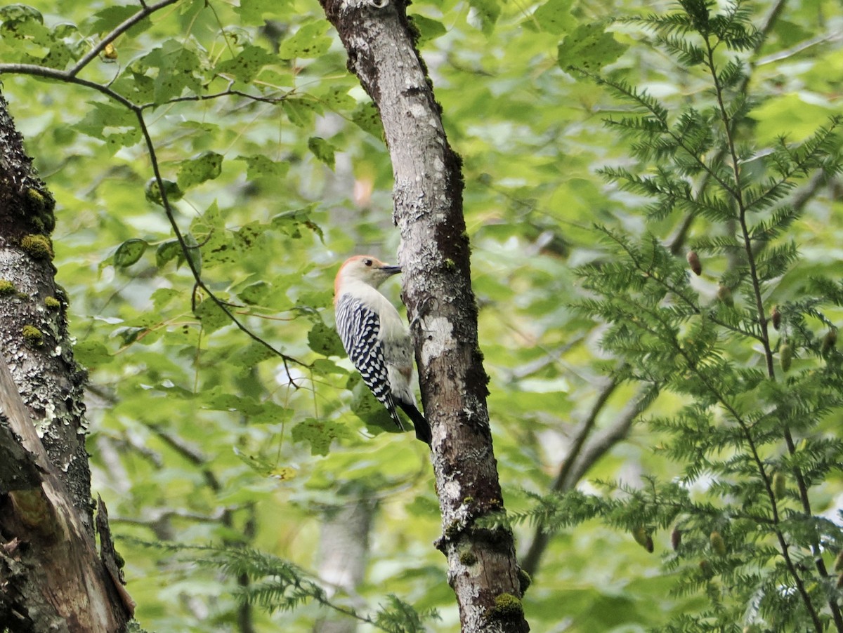 Red-bellied Woodpecker - ML642161722